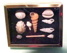 Dollhouse Miniature Shadow Box W/Shell Collection - Red